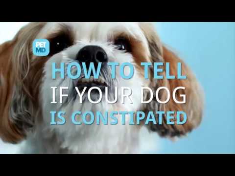 Constipation in Dogs