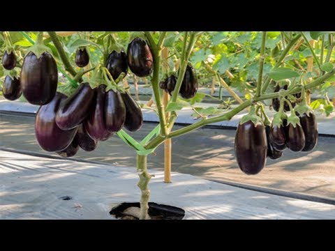 WOW! Amazing New Agriculture Technology Eggplant