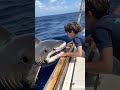 A Friendly Shark Encounter