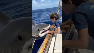 A Friendly Shark Encounter