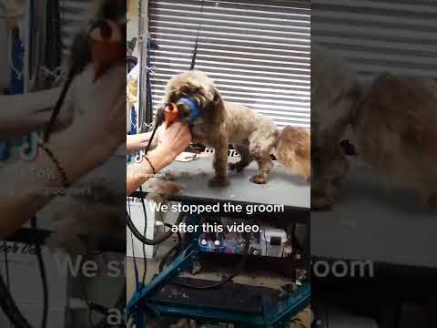 Rehabilitation grooming is much different than regular dog grooming, but it is so rewarding!