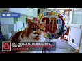 30 year old Brit moggy might be the world´s OLDEST cat - Daily Mail