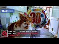 30 year old Brit moggy might be the world´s OLDEST cat - Daily Mail 30 year old Brit moggy might be the world´s OLDEST cat - Daily Mail