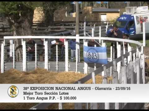 23-09-16 - Venta Toros Angus P.P. - Expo. Nacional Angus Olavarria