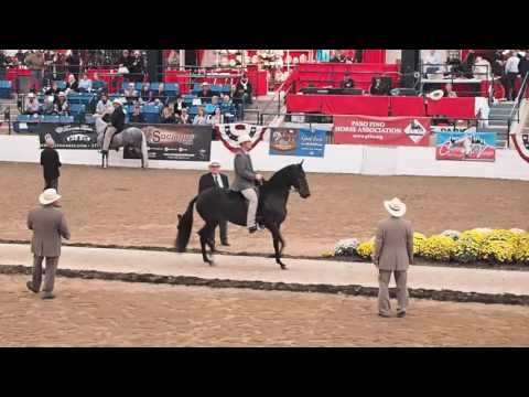 Paso Fino marchando no tablado