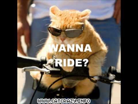 funny cat pics part 1