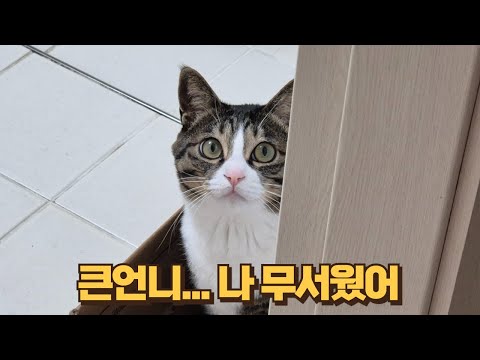 보름이 겁먹었을 때 큰언니가 와서 안아준다면? 쫄보냥이 용기를 얻는 방법