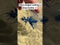 Blue dragon eating venomous blue bottle 😮 #dangerous #beach #amazing