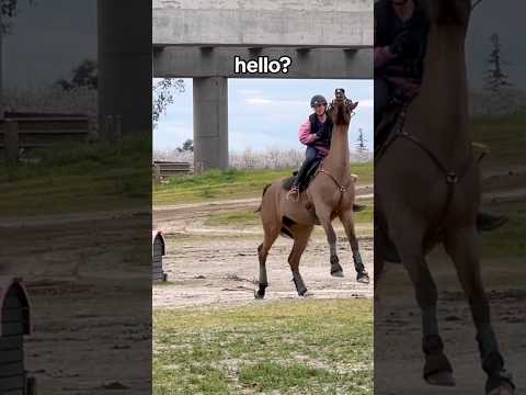 Incredible seat #horse #equestrian #fyp #viralshorts #funny #amazing #horseriding ctto:ecs.eventing