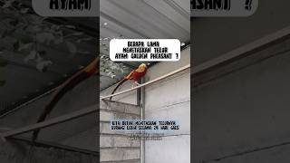 Download lagu Berapa Lama Menetaskan Telur Ayam Golden Pheasant ? #pheasant #hewanpeliharaan #shorts mp3 Download lagu Berapa Lama Menetaskan Telur Ayam Golden Pheasant ? #pheasant #hewanpeliharaan #shorts mp3