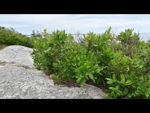 Myrica (Morella) pensylvanica, the northern bayberry - habitat