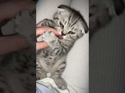 #cat #molly #scottish #friends #love 🐱🌸