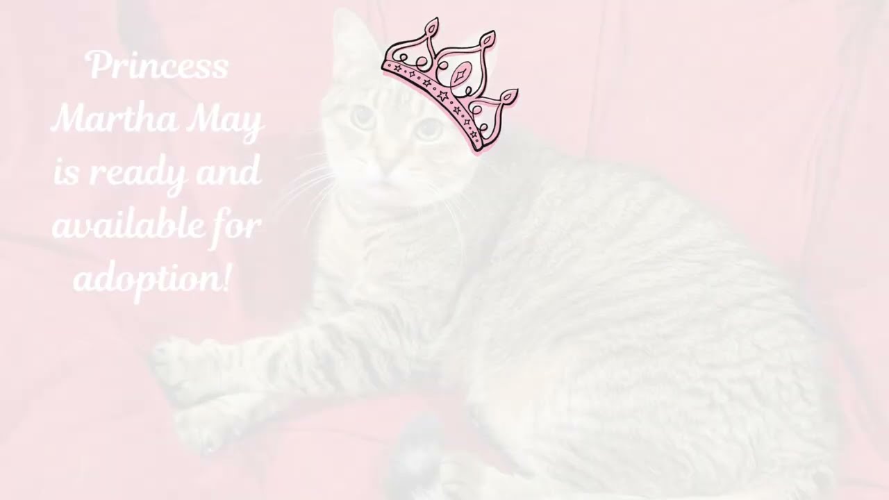 Enlarge Princess Martha May, a Adoptable American Shorthair in Bloomfield, NJ video 2/6