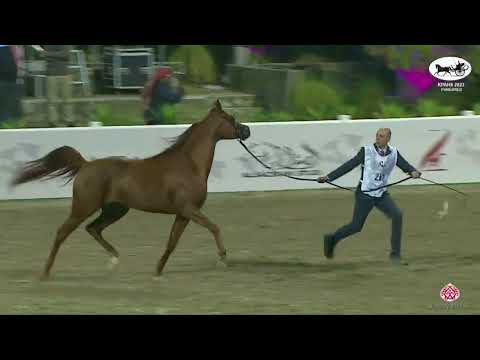 N.267 D ASALI - KPAHS Purebred Show 2023 - Stallions 4-6 Years Old (Class 9B).mp4