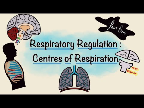 Respiratory Regulation | Part One | Centres of Respiration | Respiratory Physiology
