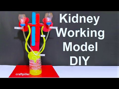 kidney working model 3d with stand for science fair exhibition urinary system craftpiller