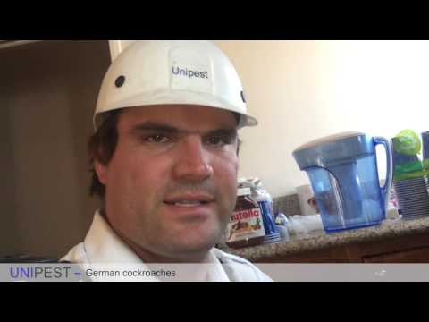 How to kill German Cockroaches effectively in a residential kitchen