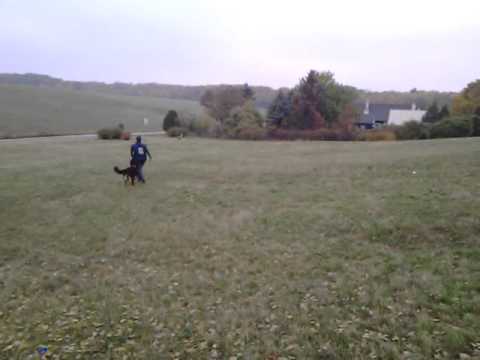 Kalisha Folgetraining Laaberg