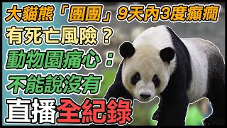 大貓熊團團癲癇曾口吐白沫!