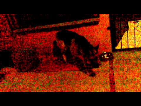 satchita entrenando a su perro jajaja