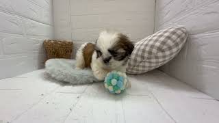 シーズーの動画01