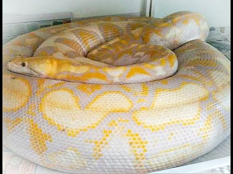 The Worst Pet Snakes!