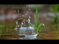 HRIDAYATHIN MADHU PATHRAM VIOLIN COVER RAJESH CHAMPAKARA