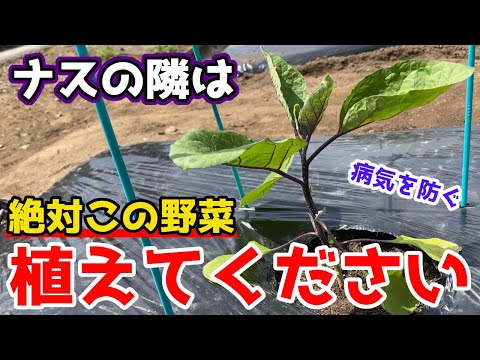 トマトの隣にどの花を植えますか?良い植物の組み合わせ  庭園