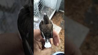 Download lagu Emje X Emprit Peking F1 #hibrida #emje mp3