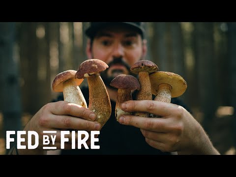 PORCHINI MUSHROOMS | Foraging Tips