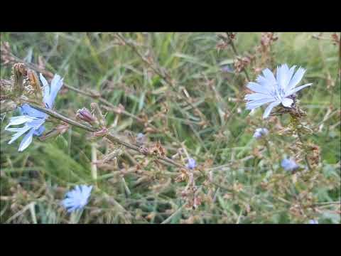 Cykoria Podróżnik - Poradnik Ogrodowy #241