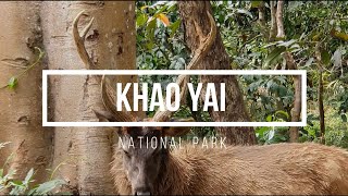 1-minute visual journey to Khao Yai National Park #AmazingThailand