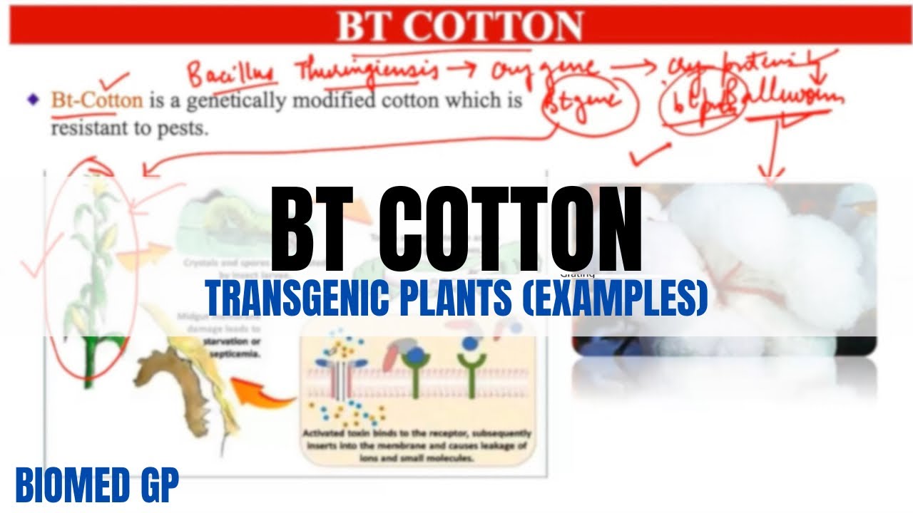 Bt Cotton - Easy explanation | Transgenic plants |
