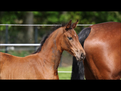 *2017 Stutfohlen von Voltaire - Concetto