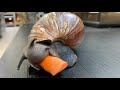 Giant African Snail Eating a Carrot