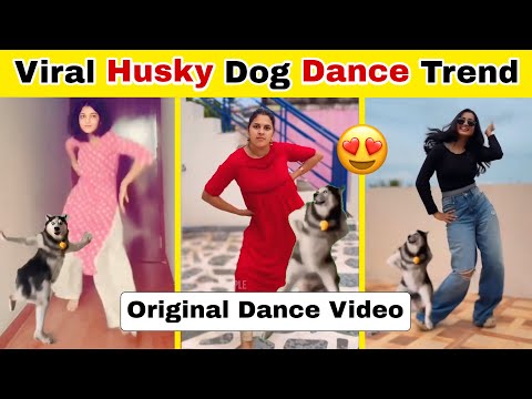 Husky Dog Dance Original Video || Husky Dog Dance Song || Husky Dog Dance Meme || Husky Dog Dance