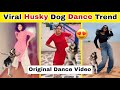 Husky Dog Dance Original Video Husky Dog Dance Song Husky Dog Dance Meme Husky Dog Dance