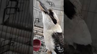 Download lagu kakabura gacor ketawa mp3 Download lagu kakabura gacor ketawa mp3