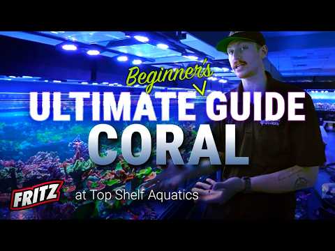 Your First Corals: Beginner Tips Before You Buy!