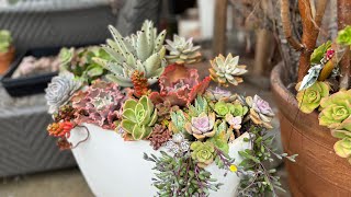 Repurposing toilet tank for succulent planter/ arrangement舊馬桶創意種花 高雅又美觀 還不用花錢 @jessieoutdoor #南加州戶外