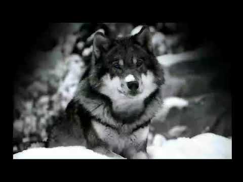 twoloud & Bounce Inc. vs. Daav One - Bonkers