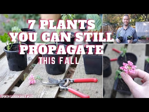 , title : '✂🍂 7 Plants You Can Still Propagate This Fall - SGD 223 🍂✂'
