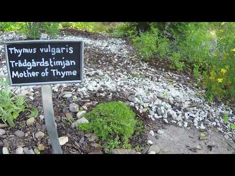 Peter Wilhelmssons Örtträdgård: Timjan - en introduktion