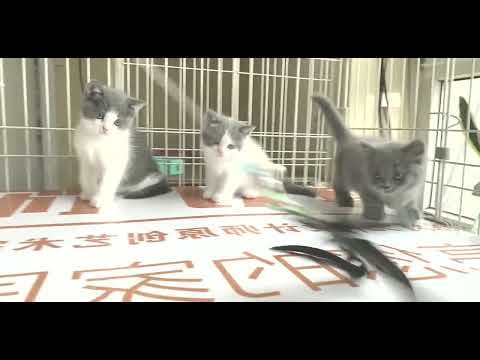 #cat #cats #catvideos #trending #shorts #ep102