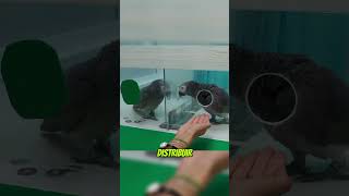 Ensinaram capitalismo aos pássaros e isso teve resultados inesperados #shorts #viral