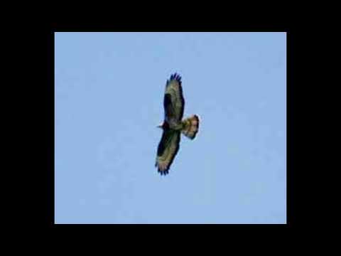 Honey Buzzard Bird Call