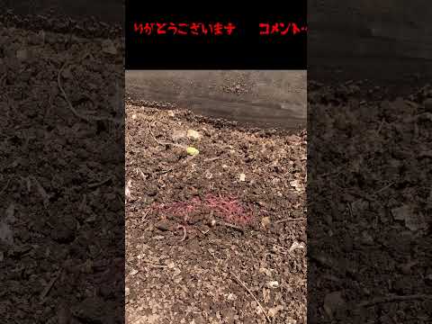 庭にミミズを引き寄せる方法は？家庭菜園の大切な友人への間違いのないアドバイス  庭園