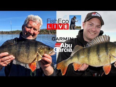 Allt om abborrefiske med Henrik Karlén och Björn Carlo Karlsson!