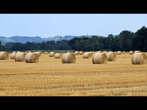 Bale na prleškem polju