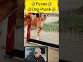 Funny Dog Video Funny Video Shorts Funny Dog Animals